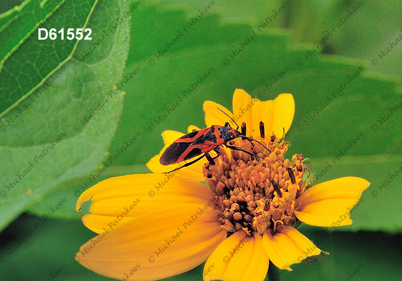 False Milkweed Bug (Lygaeus turcicus)